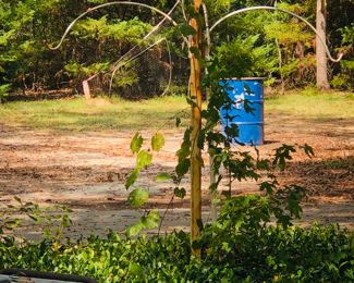 Several outdoor plant trees
