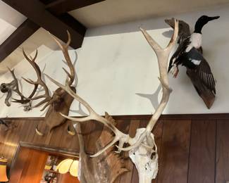 Elk skull and antlers, taxidermy duck