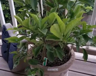 Citrus, primarily Meyer Lemon and Orange, but have individually planted lavender as well. Only have a couple citrus left, I grew them for years.