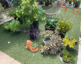 Many plants for sale