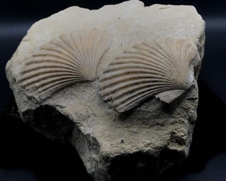 Fossilized Sheels on Sandstone