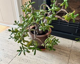 Potted Jade Plant