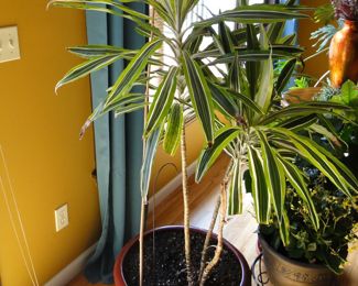 Large Zebra Plant $60