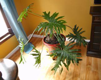 Large plant $60