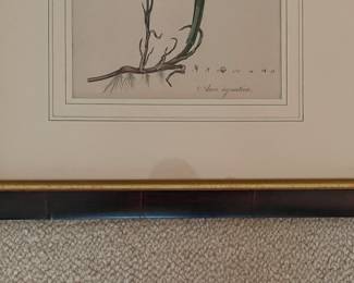 Antique Botanical Etching. Photo 2 of 2.