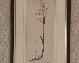 Antique Botanical Etching. Photo 1 of 2.