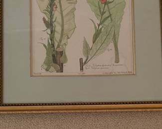 Antique Hand-Painted Botanical Prints - 3 Available. Photo 3 of 5.