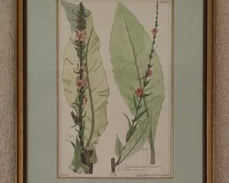 Antique Hand-Painted Botanical Prints - 3 Available. Photo 2 of 5.