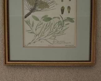Antique Hand-Painted Botanical Prints - 3 Available. Photo 5 of 5.