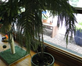 Large Norfolk pine tree