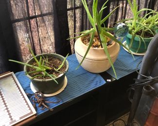 Alo vera mature plants ($5-$10)