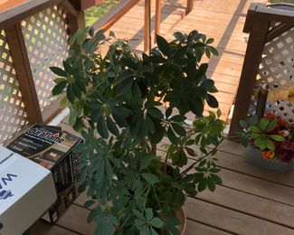 Shifelera Plant (Umbrella Plant)$30