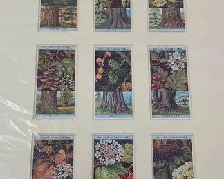 9 1924 Wills Cigarettes Original Flowering Trees and Shrubs Cards