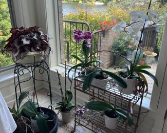 More Orchids & House Plants