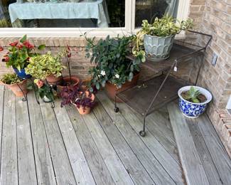 Outdoor Plants 