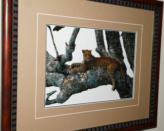 "Shades of Sapphire" Leopard photo by Thomas Mangelsen