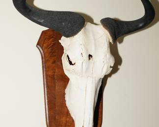 Blue Wildebeast skull mounted on wood base