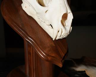  Animal skull mounted on wood-about 18" long from teeth to back of head. 