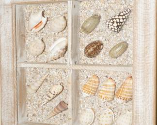 Shells shadowbox