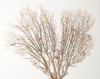 Set of 2 framed Maldive Sea Fan wall pictures