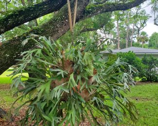 Staghorn fern
