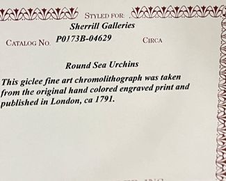 Round Sea Urchin Fine Art Giclee Chromolithograph from Original 1791 Hand-Colored Engraved Print - 2 Available. Each Measures 36" x 36." Photo 6 of 6.