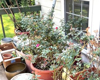 Variety of potted plants