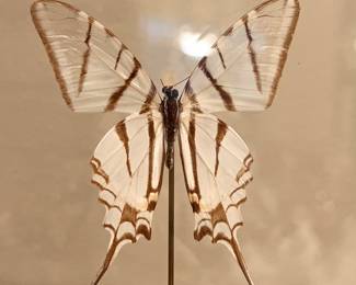 Beautiful Eurytides Butterfly