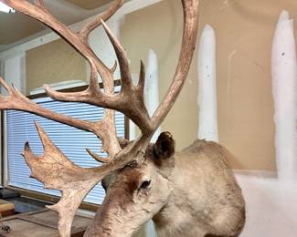 Caribou Mount