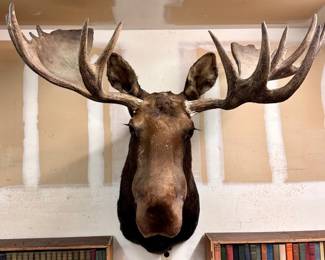 (2) Moose Heads available 