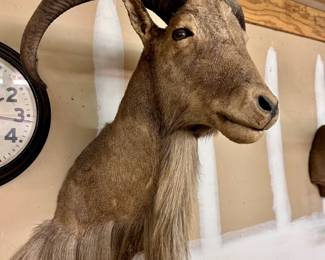 Barbery Sheep Record Mount