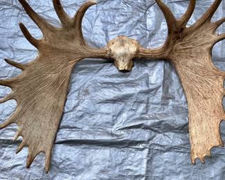 Moose Antlers huge