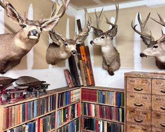 Rest of the Deer Family, Wood Cabinet & Plenty of Reads