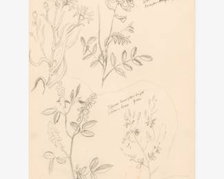 31: Thomas Hart Benton "Flower Studies" Graphite (ca. 1963)