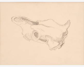 28: Thomas Hart Benton "Cow Skull Study for The Sheepherder" Graphite (1955-60)