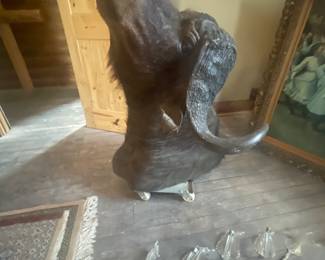 Rare Buffalo Mount