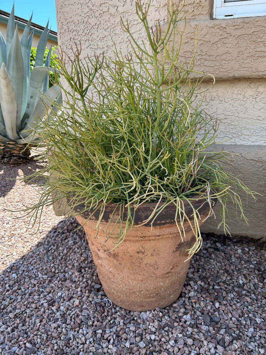 Bertha and the Babes Estate Sales Present... starts on 9/1/2023