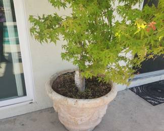 Japanese Maple Tree in Top Quality Planter. Appx Good and Healthy - 19 years growing.   Appx 8ft Tall  $300
