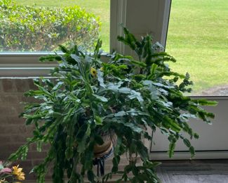 houseplants, plant stands