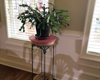 plants, plant stands