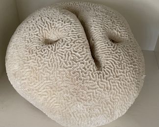 Fossilized Brain Coral.