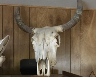 Cow skull decor