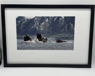 Photograph of Whales