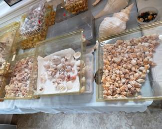 SHELLS SHELLS SHELLS