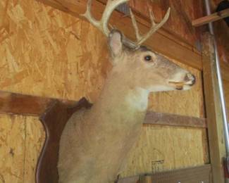 Whitetail Buck Taxidermy