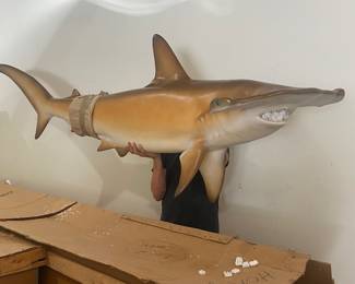TAXIDERMY HAMMERHEAD SHARK-WE HAVE CRATE FOR YOUR CONVENIENCE!