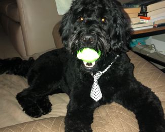 One Lucky Dog!  (Not for sale!)