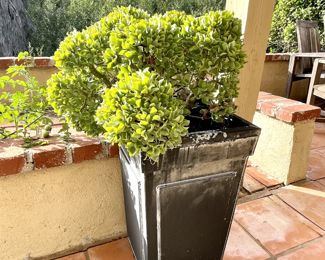 Plants and Succulents 