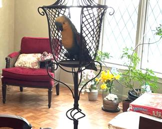 Pet parrot perched on iron stand