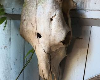 Cow Skull